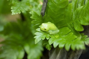 Nikon Nikkor Z DX MC 35mm 1:1,7 Macro