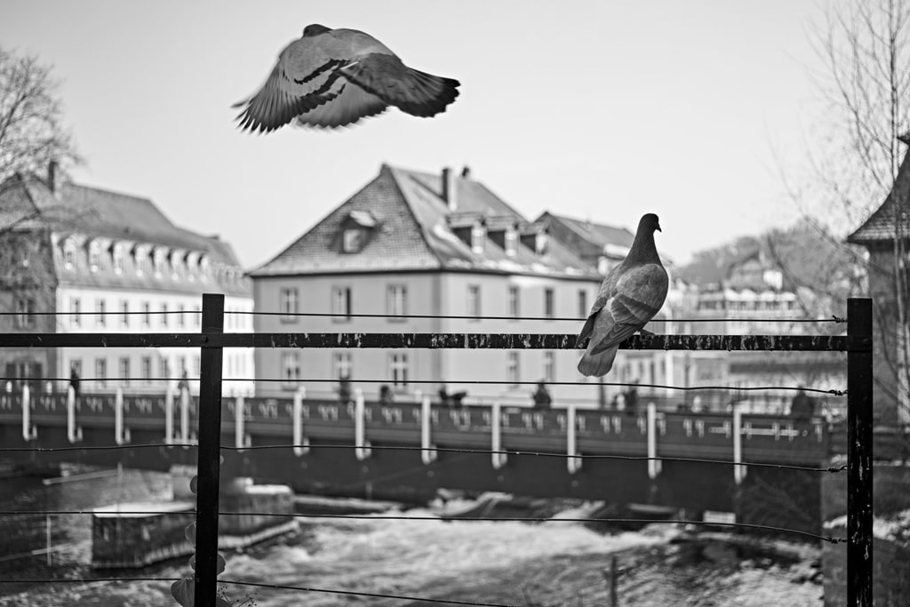 Voigtländer VM 50mm 3,5 Heliar Leica M