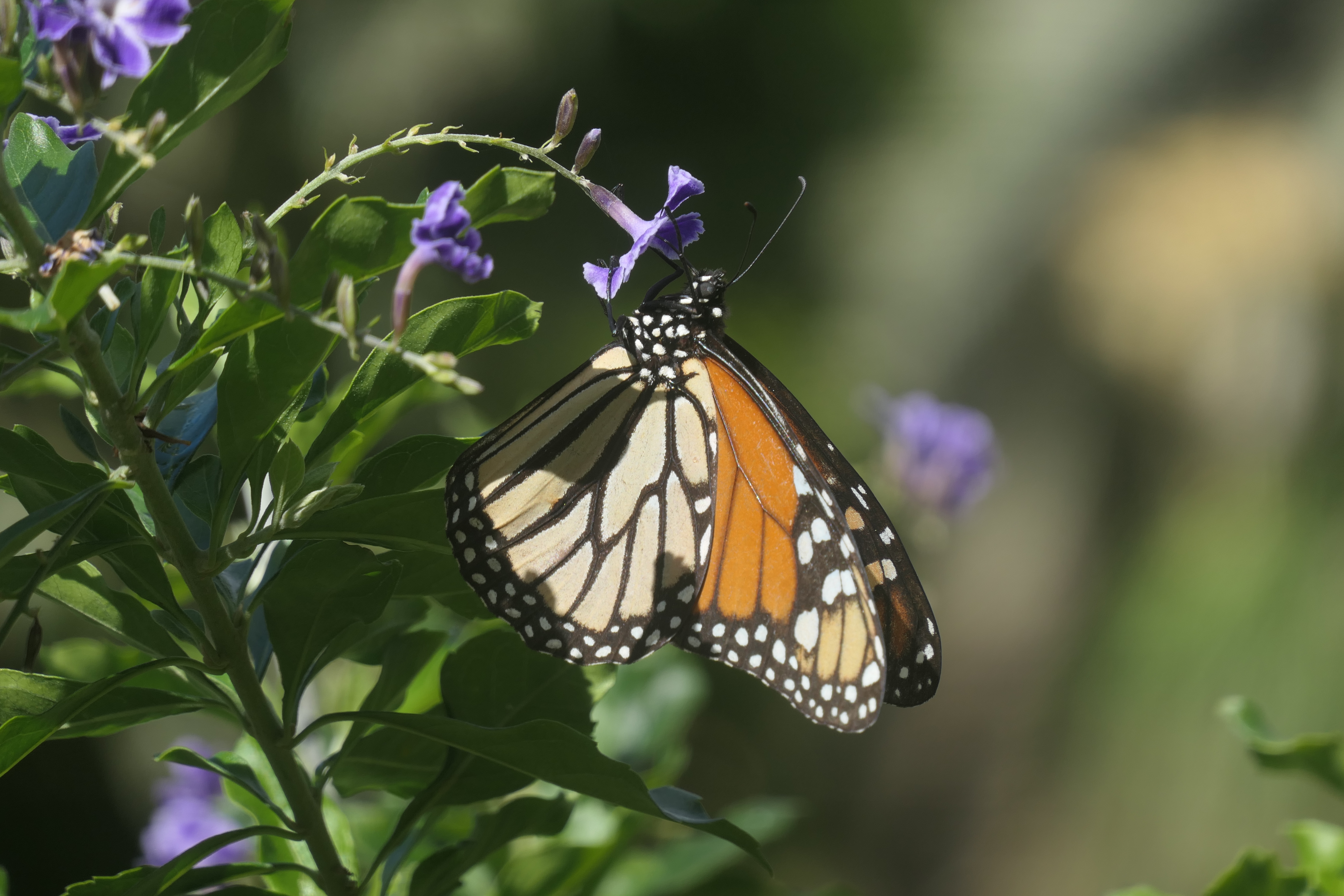 Panasonic Lumix DC-TZ300 Black