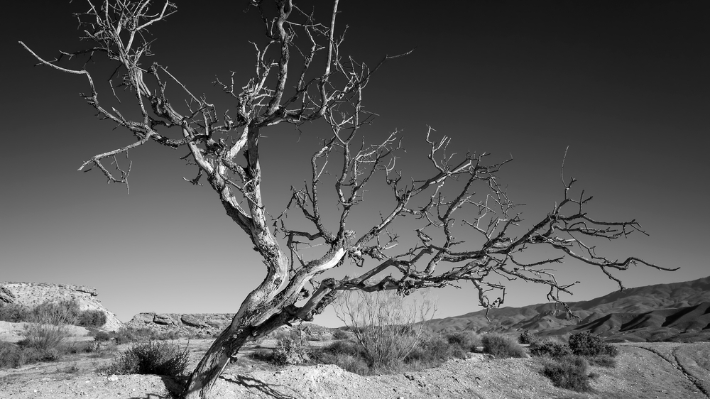 Zeiss Biogon T* 21mm 1:2,8 ZM f. Leica M silber