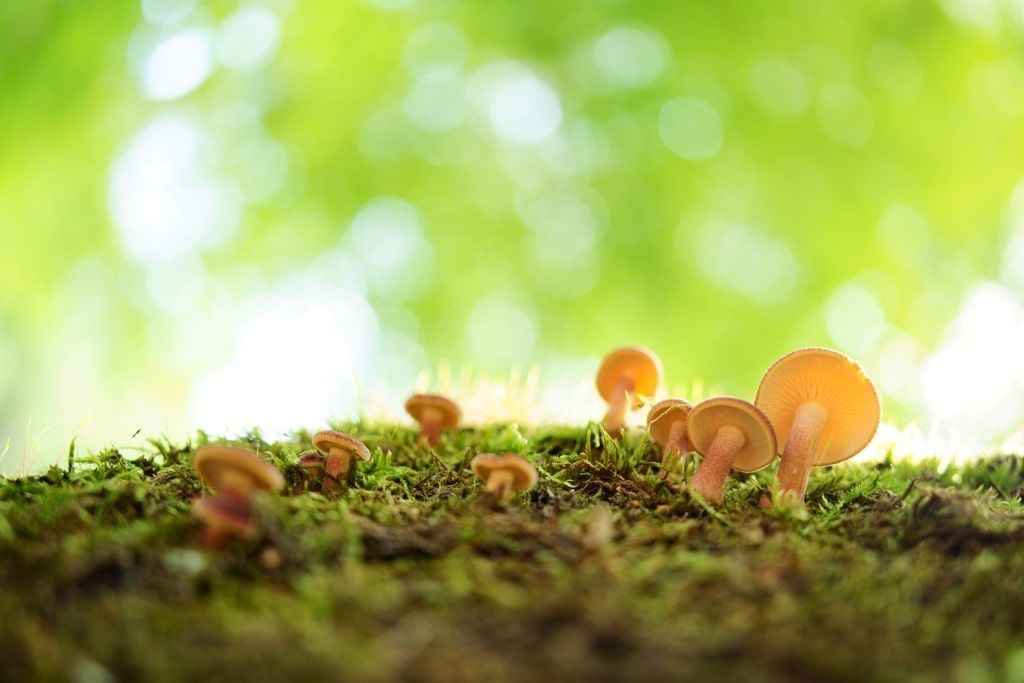 Tamron 35mm 1:2,8 Di III OSD M 1:2 Sony E