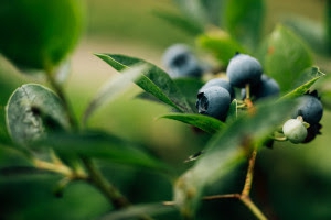 Nikon Nikkor Z DX 16-50mm 1:2,8 VR